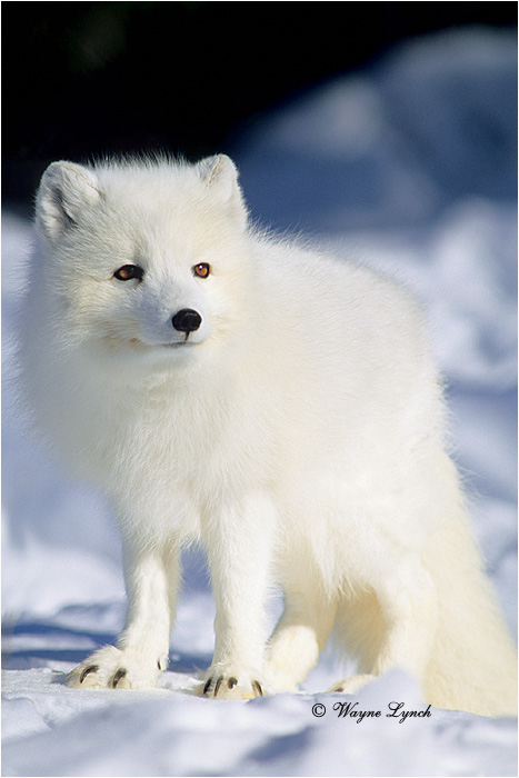 Arctic Fox 117 by Dr. Wayne Lynch &copy;
